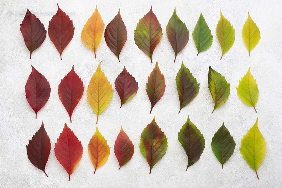 美丽的彩色秋叶的顶视图 top-view-beautiful-colored-autumn-leaves