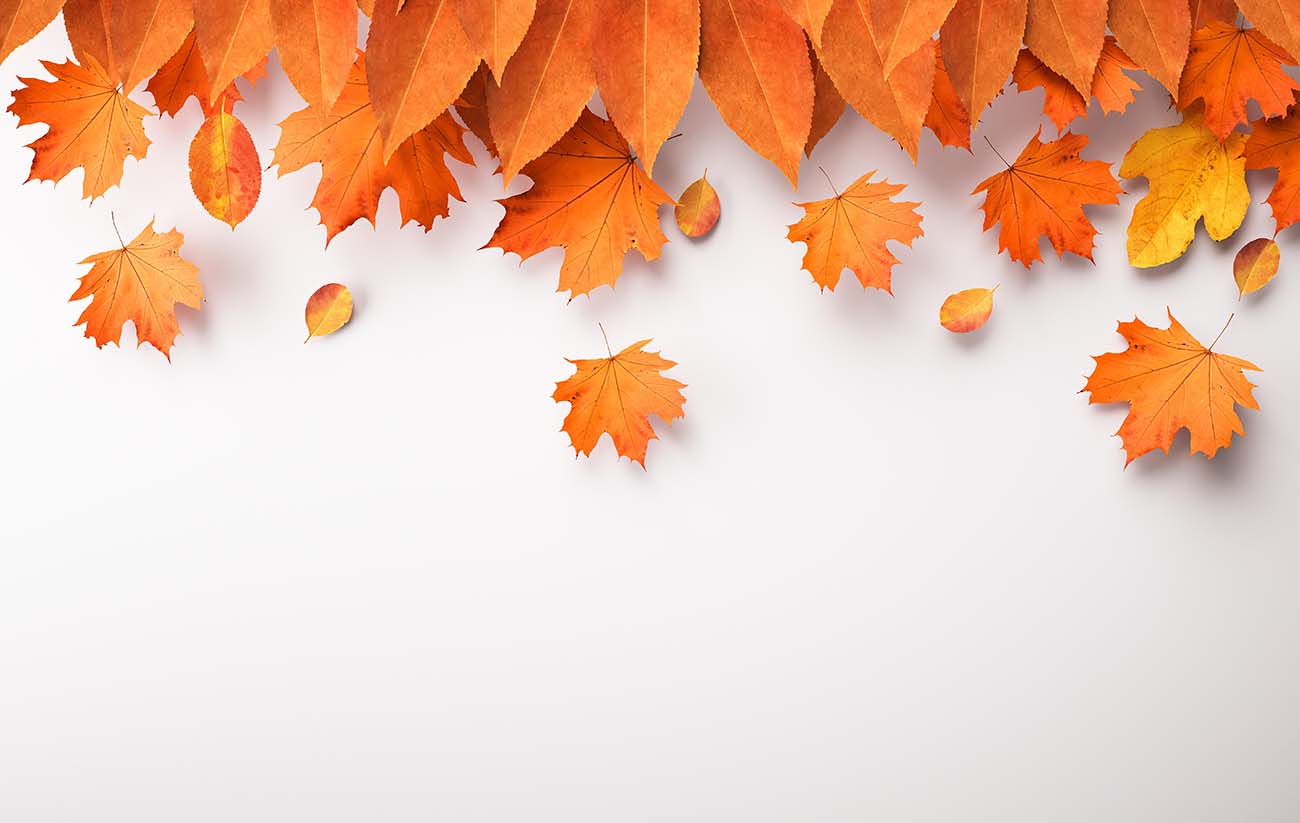 带复制空间的秋叶安排autumn-leaves-arrangement-with-copy-space