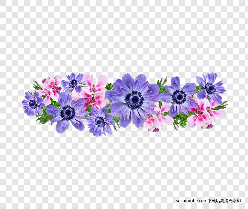 flowers-鲜花 银莲花 天竺葵花色彩绚丽 安排 剪出 孤立 植物 花园 自然