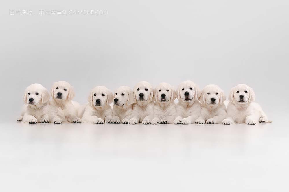 英式奶油金毛猎犬摆姿势。可爱顽皮的小狗或纯种宠物在白色背景下看起来很可爱