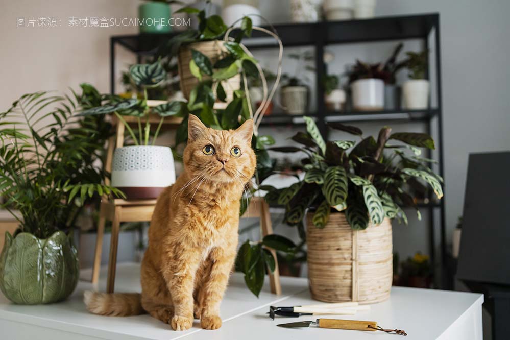 猫在桌子上的植物与周围的照片