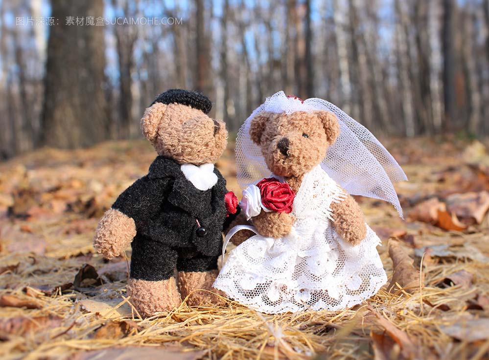 婚礼 刚刚结婚 ，新郎 新娘 熊 礼服