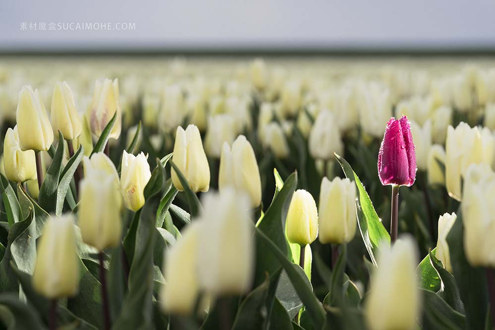 在4月下旬至5月上旬，荷兰的郁金香花场开满了五颜六色的鲜花。幸运的是，荷兰乡村遍布数百
