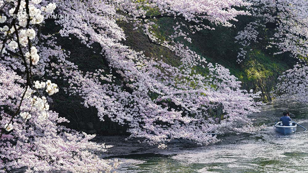 美丽的桃树开花照片beautiful-peach-tree-blossom