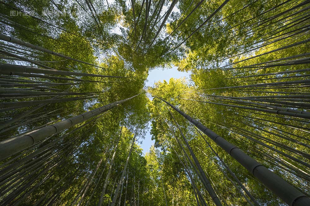 森林与树木关闭照片forest-with-trees-close-up