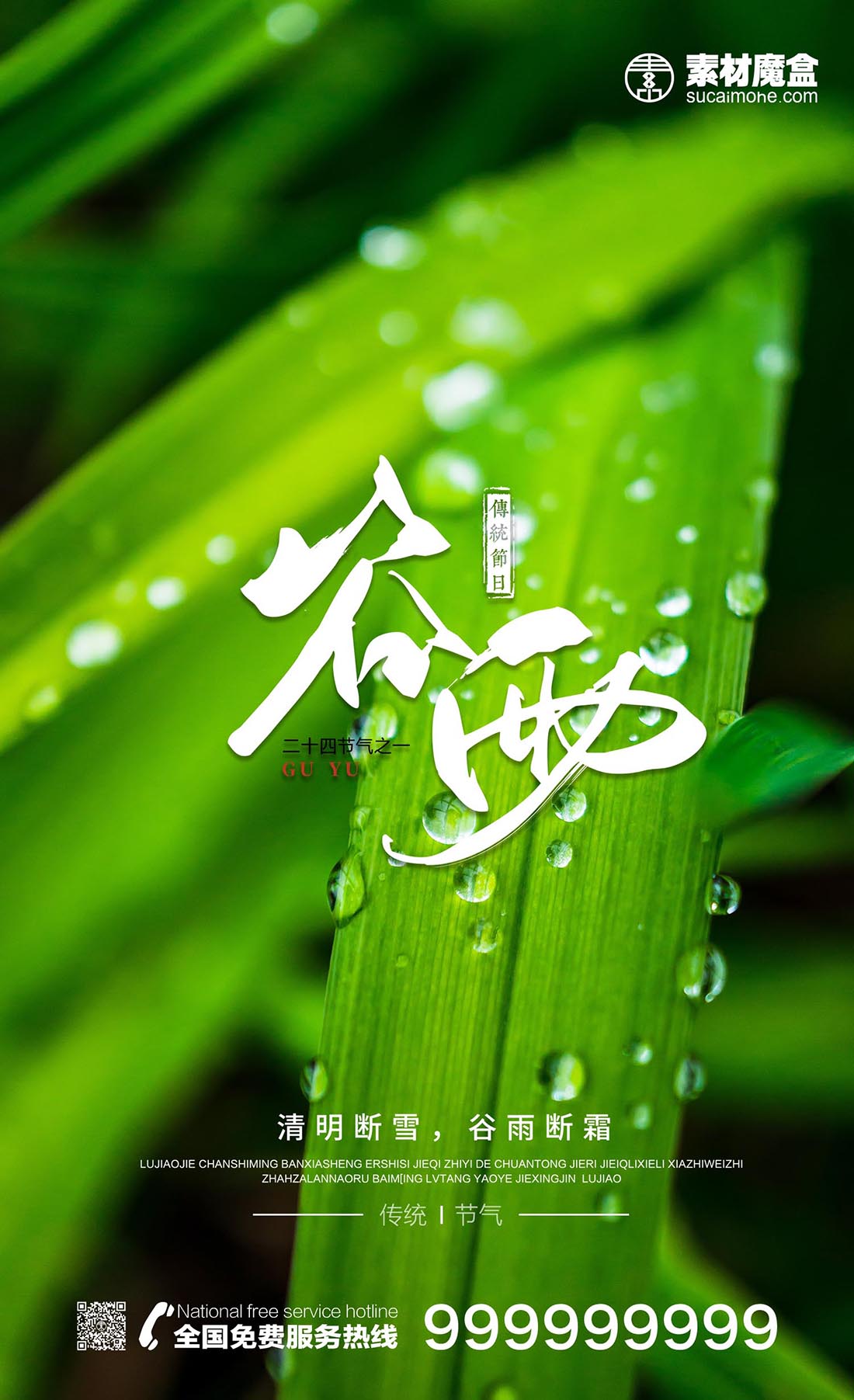 谷雨时节，雨水落在树叶上