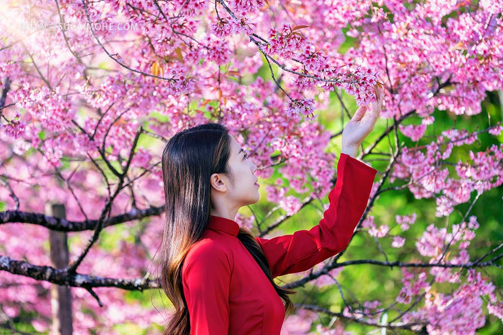 妇女越南文化传统在樱花公园woman-wearing-vietnam-culture-traditional-cherry-blossom-park