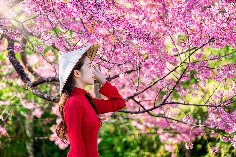 妇女佩带的越南文化传统在樱花公园woman-wearing-vietnam-culture-traditional-cherry-blossom-park
