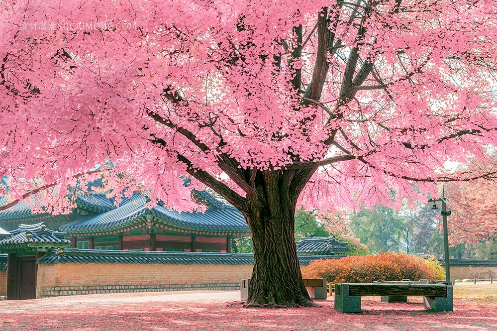 粉红色的樱花桃花树pink-tree