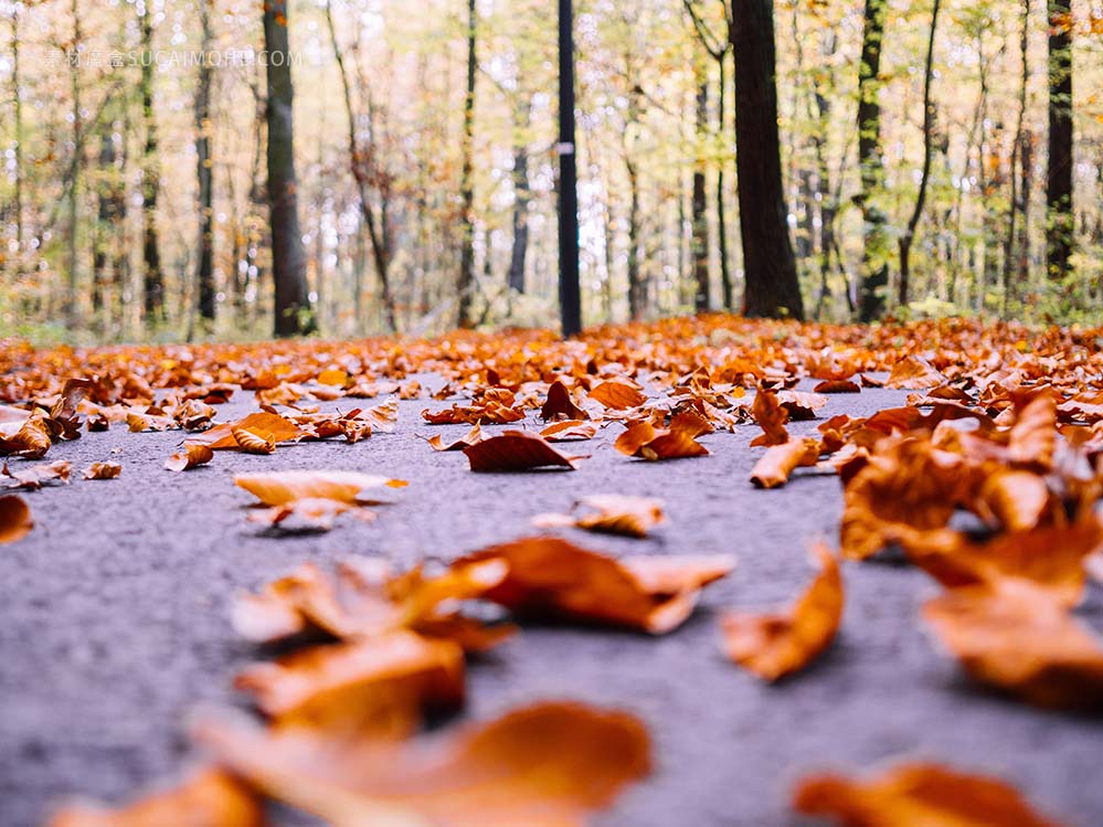许多干燥的秋天枫叶落在地上，周围高大的树木，模糊的背景lot-of-dry-autumn-maple-leaves-fallen-on