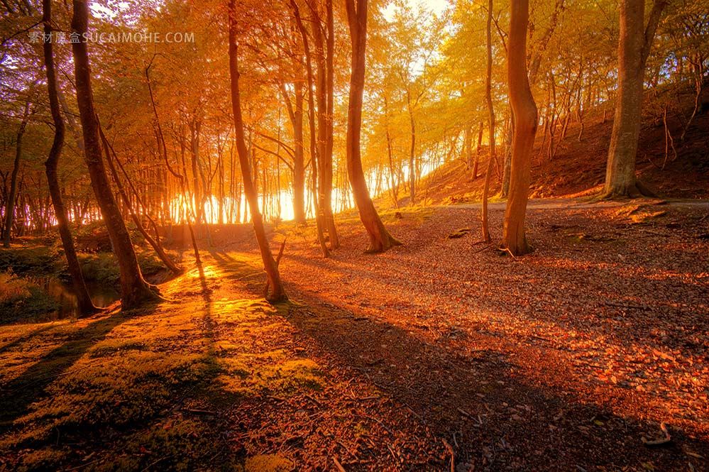 秋天清晨晚秋的树林高清大图