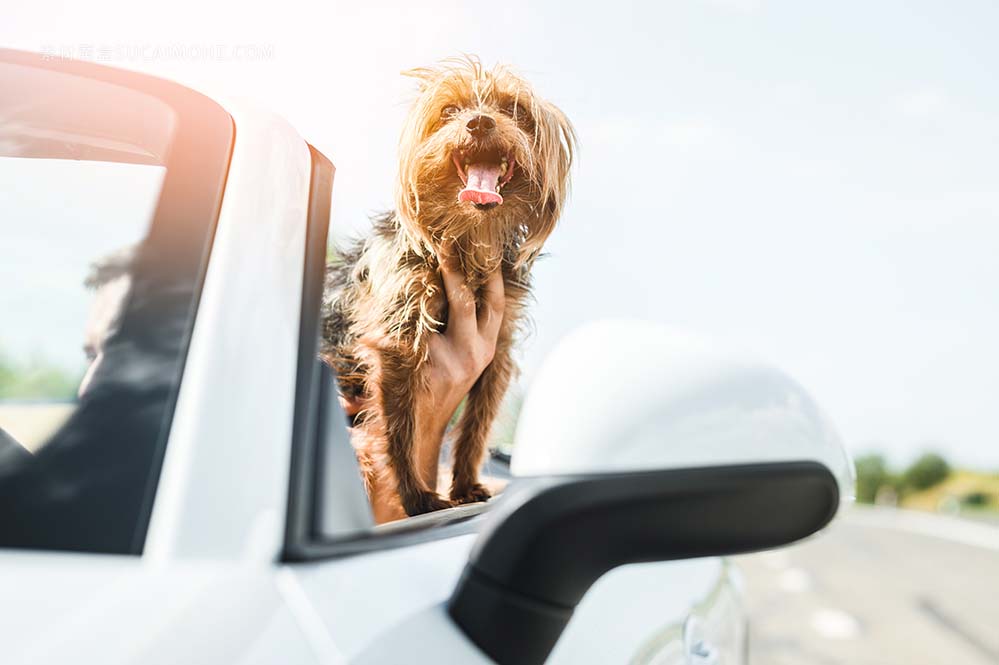 快乐狗近距离旅行happy-dog-travelling-close-up