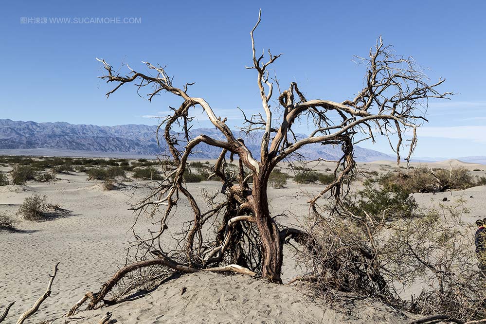在沙子的草的树在死亡谷国家公园豆科灌木平的沙丘在加利福尼亚