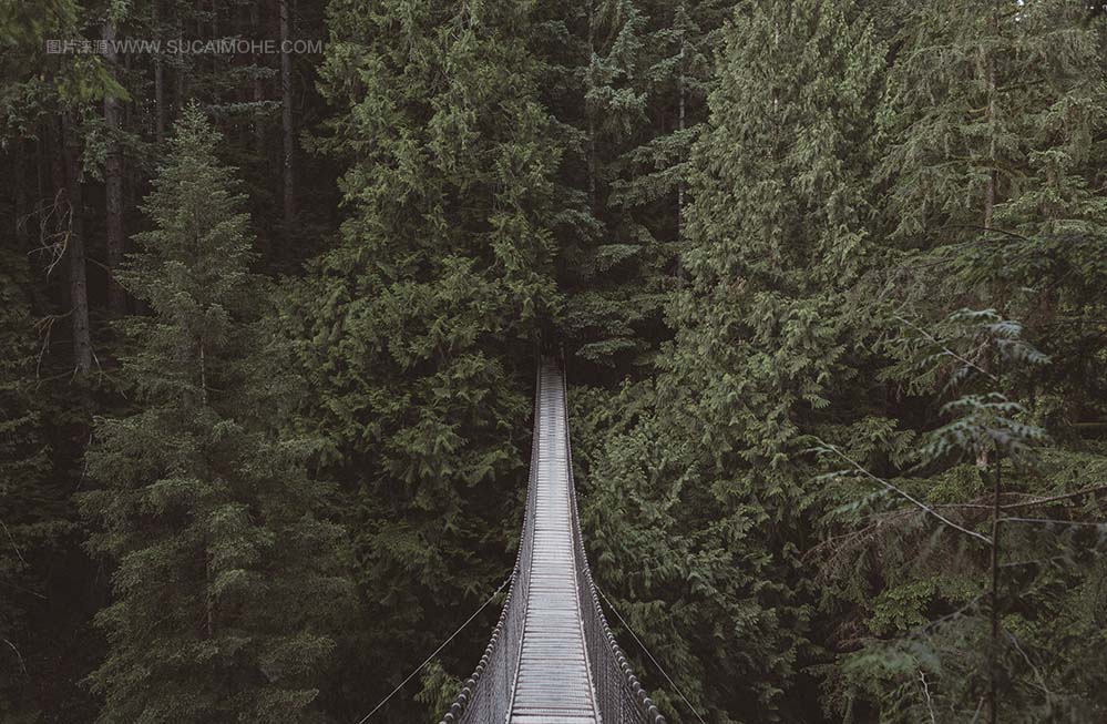 在森林的吊桥的视图高清大图
