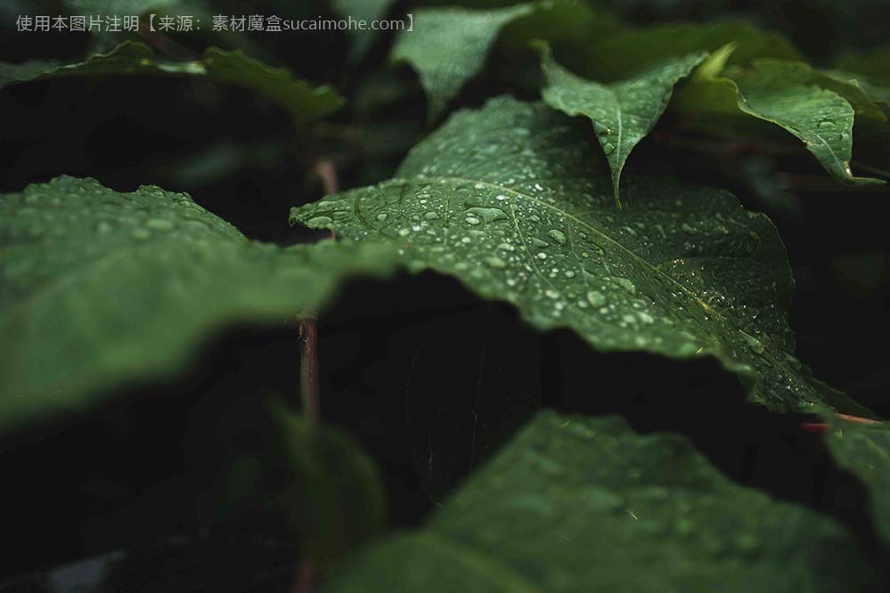 绿叶露水高清特写大图wild-green-leaves-with-dew-them