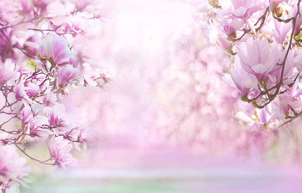 nature-性质 景观 玉兰 鲜花 玉兰花 树 粉红色 厂 樱花 春天 夏季 招标 粉彩