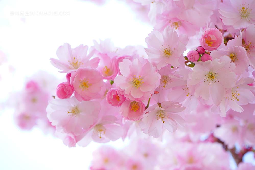 japanese-cherry-trees-日本 樱花 树 桃花 春天 盛开