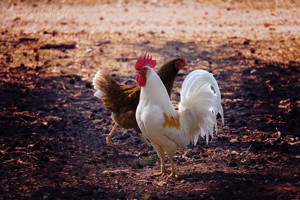 hahn-哈恩 鸡 户外 家禽 鸡冠 动物 白 布朗 复活节 牲畜 母鸡 乌鸦 羽毛