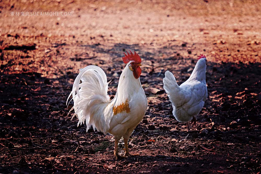 hahn-哈恩 鸡 户外 家禽 鸡冠 动物 白 布朗 复活节 牲畜 母鸡 乌鸦 羽毛 白色
