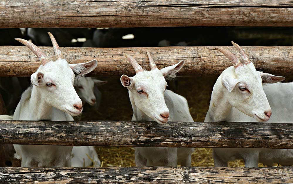 goat-山羊 孩子 年轻 动物 哺乳动物 农场 号角 牛奶 动物的剥削 创建