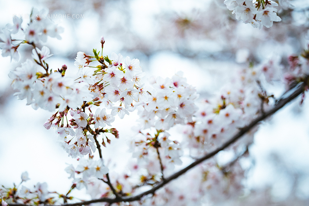 cherry-blossom-观赏樱花 开花枝 桃花 开花 粉红色 气味 吉野樱 玫瑰 观赏植物 樱花  高清摄影大图