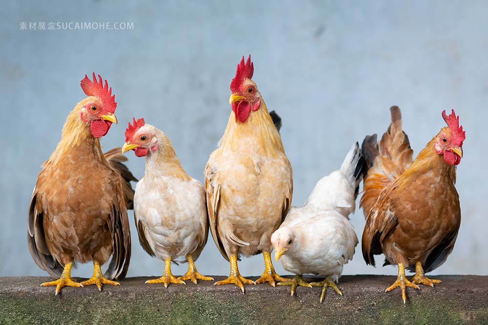 chicken-鸡 母鸡 鸡蛋 公鸡 小鸡 复活节 可爱 动物 农业 Natura 食品 家养 壁纸