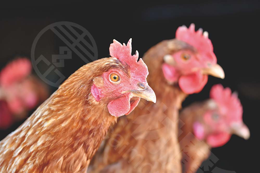 chicken-鸡 母鸡 家禽 臀部 散养 牲畜 鸟 梳 条例草案 户外 羽毛 生物 动物 农业