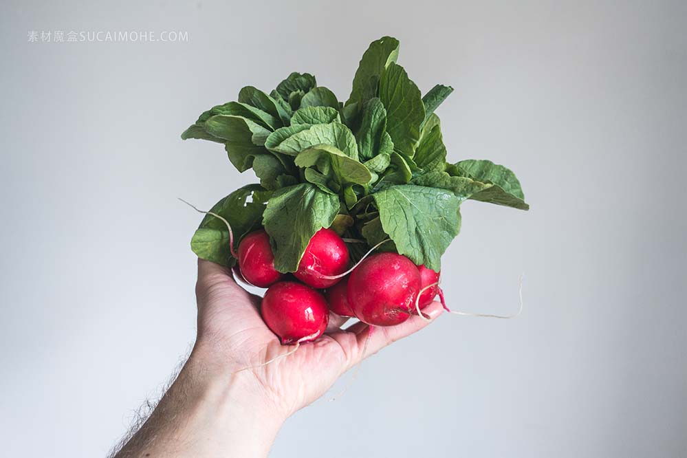 手里拿着新鲜的萝卜holding-fresh-radishes-in-hand