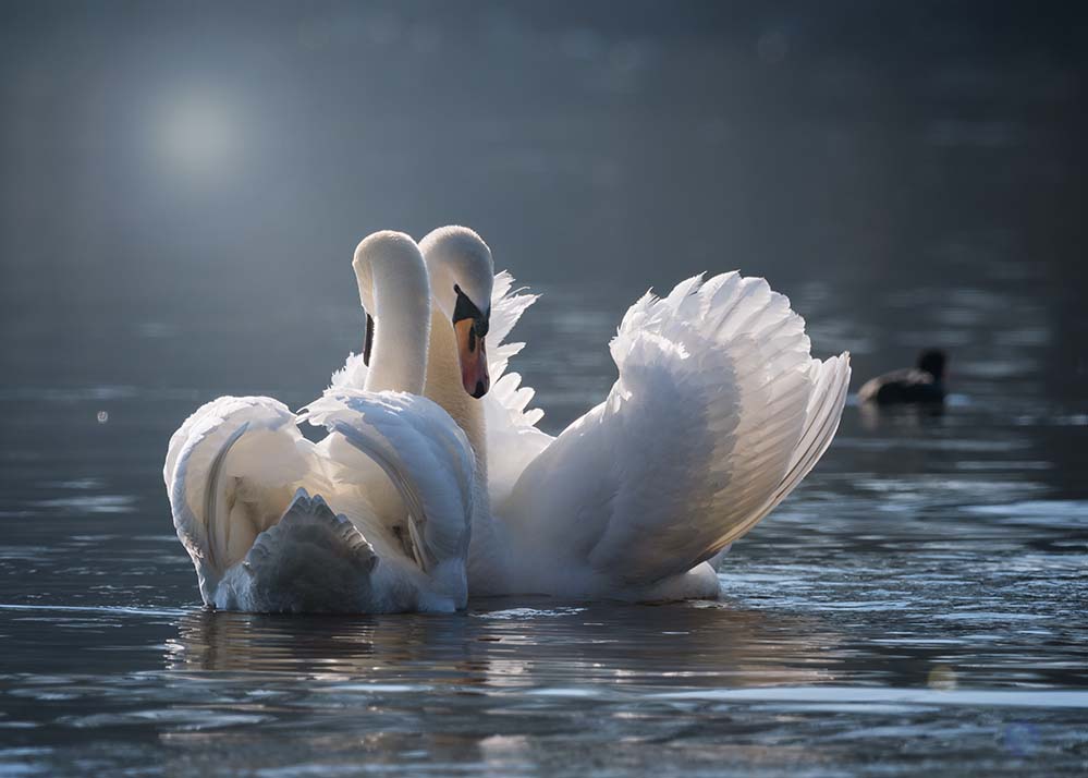 swan-天鹅 对 爱情 配对 情感 水 鸟 湖 动物世界 水禽 性质 羽毛 浪漫 水域