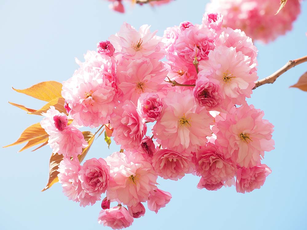 cherry-blossom-观赏樱花 开花枝 科 开花 粉红色 气味 吉野樱 玫瑰 观赏植物 樱花  高清摄影大图