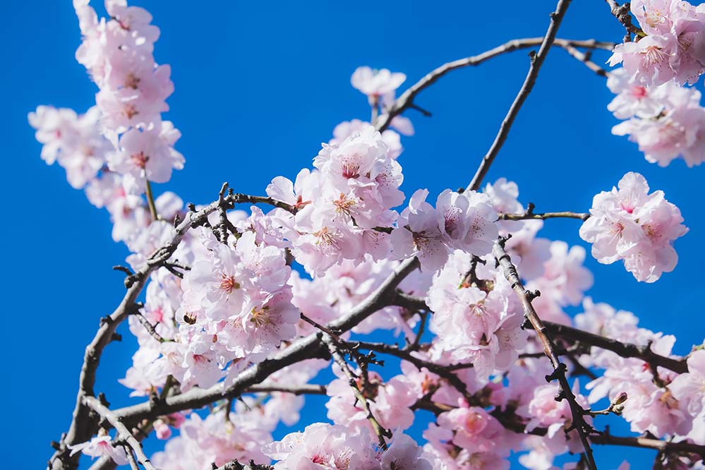 ornamental-cherry-观赏樱花 开花枝 科 开花 粉红色 气味 吉野樱 玫瑰 观赏植物 樱花  高清摄影大图