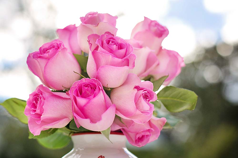 pink-roses-粉色玫瑰 玫瑰 鲜花 浪漫 爱 情人节 花的 花束 花 夏天 周年 婚礼 盛开 自然  高清摄影