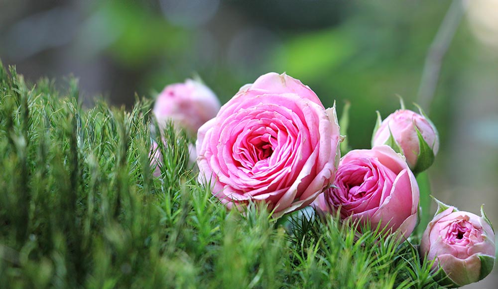 rose-玫瑰 布什Röschen 粉红色 苔 鲜花 自然 绿色 玫瑰壁纸  高清摄影大图
