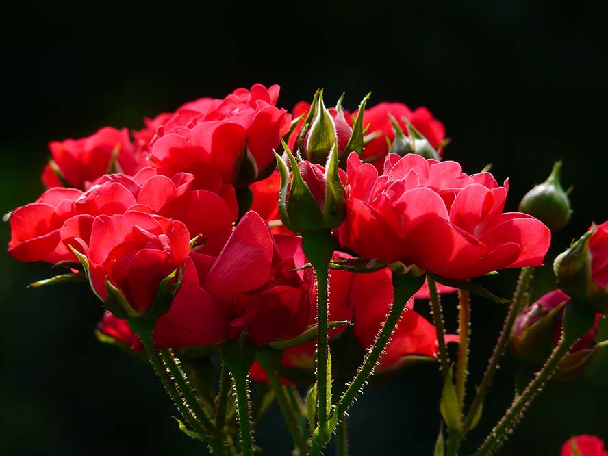 red-roses-红玫瑰 玫瑰 逆光 花 开花 厂 美丽 红色 性质 植物群 盛开 鲜花 美 芽  高清摄影大图