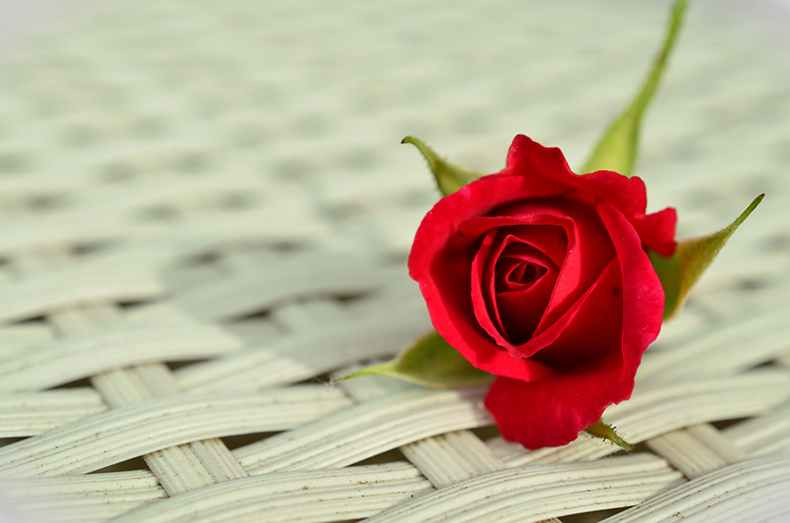 rose- 玫瑰 红玫瑰 浪漫 玫瑰绽放 美 白 关闭了 单独地 爱 玫瑰壁纸  高清摄影大图