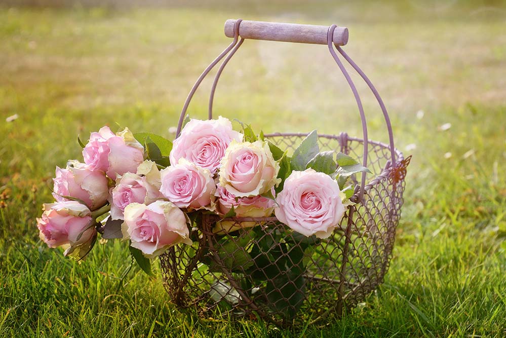 roses-玫瑰 开花 盛开 粉红玫瑰 玫瑰绽放 篮 篮筐 浪漫 玫瑰花园 花瓣 粉红色 花  高清摄影大图