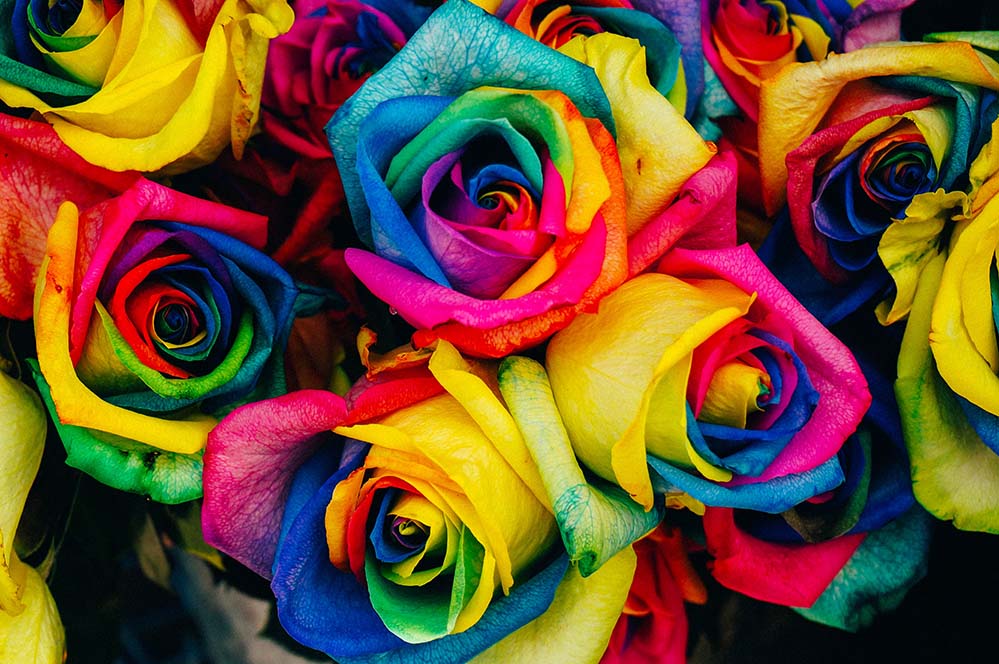 roses-玫瑰 有色 多彩 人工 鲜花 盛开 开花 花瓣 彩虹 花的 花束 风格 装修 新鲜