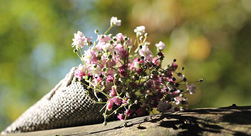 bag-gypsofilia-seeds-袋 Gypsofilia 种子 满天星 袋 观赏花 观赏植物 鲜花 性质 白色的花 粉色的花 高