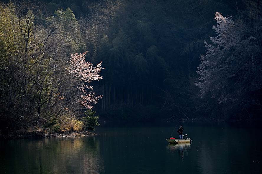 pond- 池塘 钓鱼 樱花 樱桃树 水 景观 船 高清摄影大图