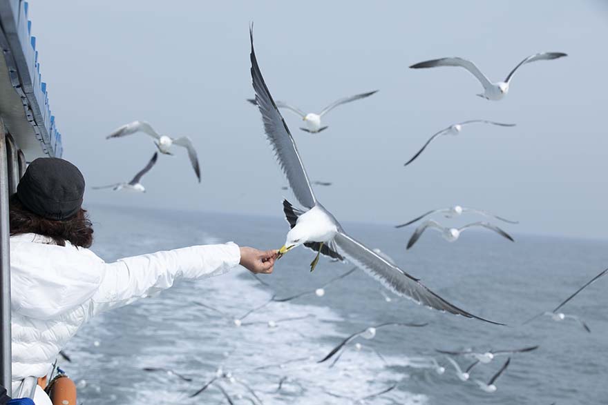 seagull-海鸥 海 海鸥群 喂 抓紧时间 高清摄影大图