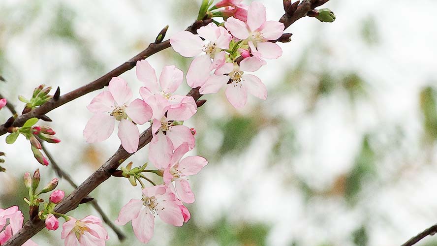 flowering-開花 櫻花 春天 希望 朝氣 植物 高清摄影大图