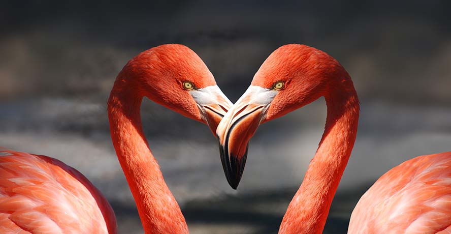 flamingo-弗拉明戈 情人节 心脏 爱情 浪漫 恋人 红色 橙 鲑鱼粉色 装饰 动物 鸟 喙 高清图片