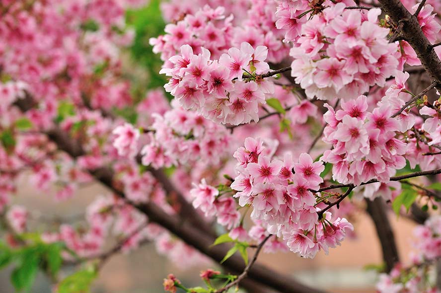 cherry-blossoms-櫻花 Sakura 粉色 高清摄影大图 春天 鲜花 桃花