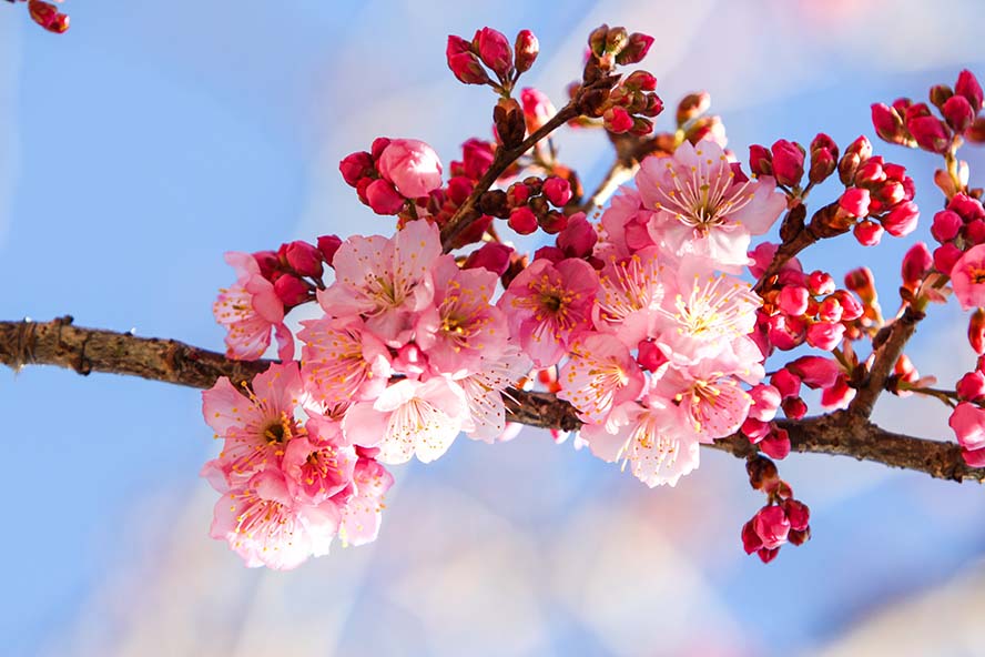 cherry-blossoms-櫻花 自然 藍天 特寫 風景 高清摄影大图