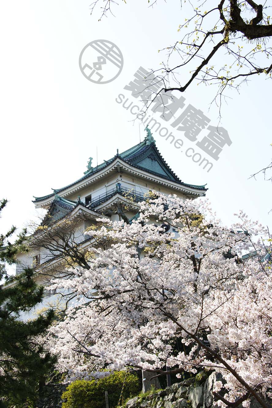 cherry-blossoms-櫻花 日本 城高 清摄影大图