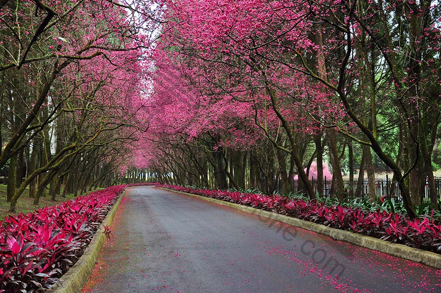 cherry-blossoms-櫻花 道路 步道 花 風景 高清摄影大图