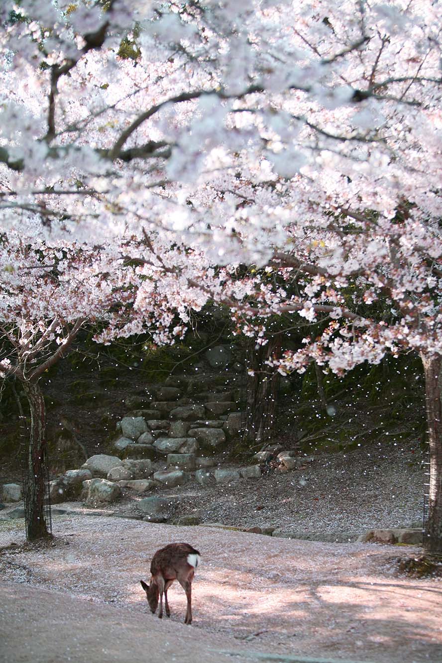 miyajima-宫岛 鹿 日本 樱花 性质 动物 公园 可爱 宫 高清摄影大图