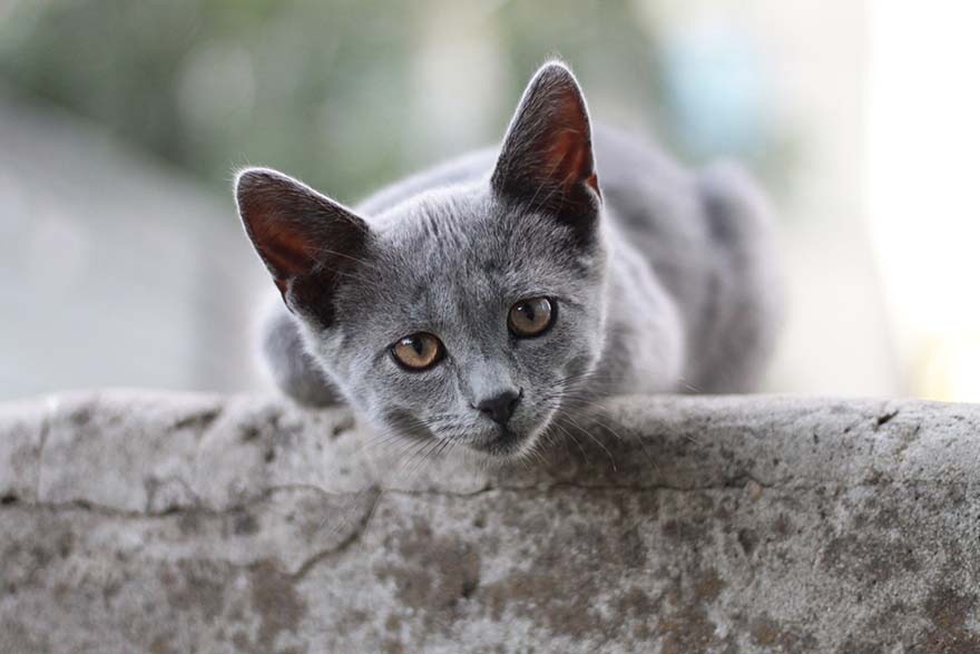 cat-猫 英国短毛猫 小猫 可爱 视图 灰色 高清摄影大图