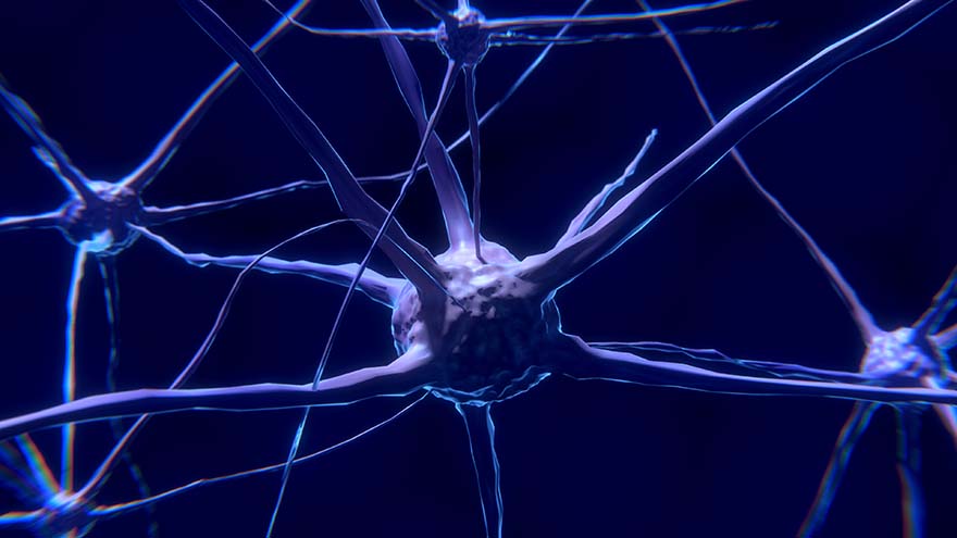 nerve-cell-神经细胞 神经元 脑 中枢神经系统 突触 神经通路 核糖体 囊 Nervengeflecht 高清大图