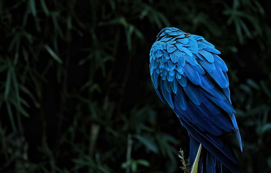 macaw-金刚鹦鹉 Animal 鸟 鹦鹉 动物 羽毛 异国情调 颜色 热带 多彩 Ara 蓝色 高清大图